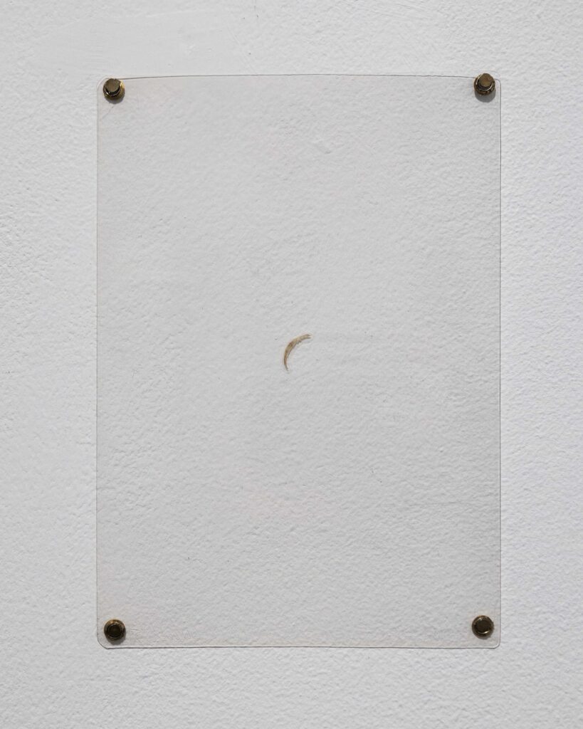 Zuzanna Janin Nail laminated nail | 21,5 x 15 cm 1995