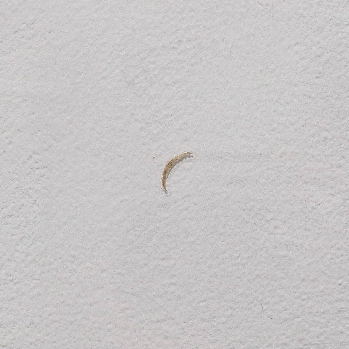 Zuzanna Janin Nail laminated nail | 21,5 x 15 cm 1995